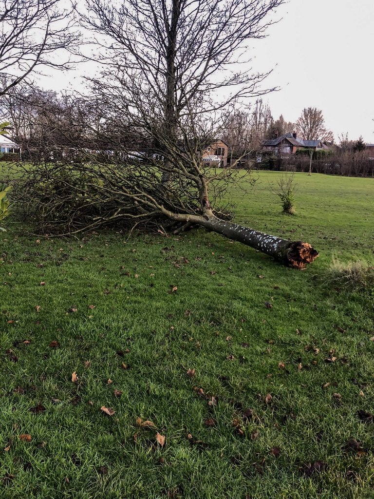 fallen trees in December 2019