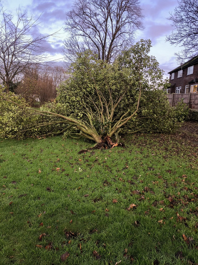 fallen trees in December 2019