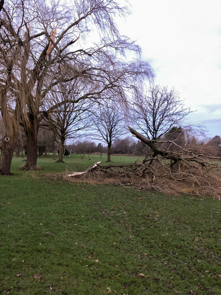 fallen trees in December 2019