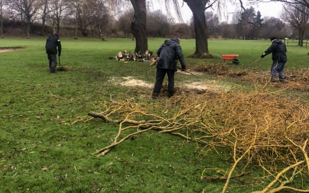 fallen trees in December 2019